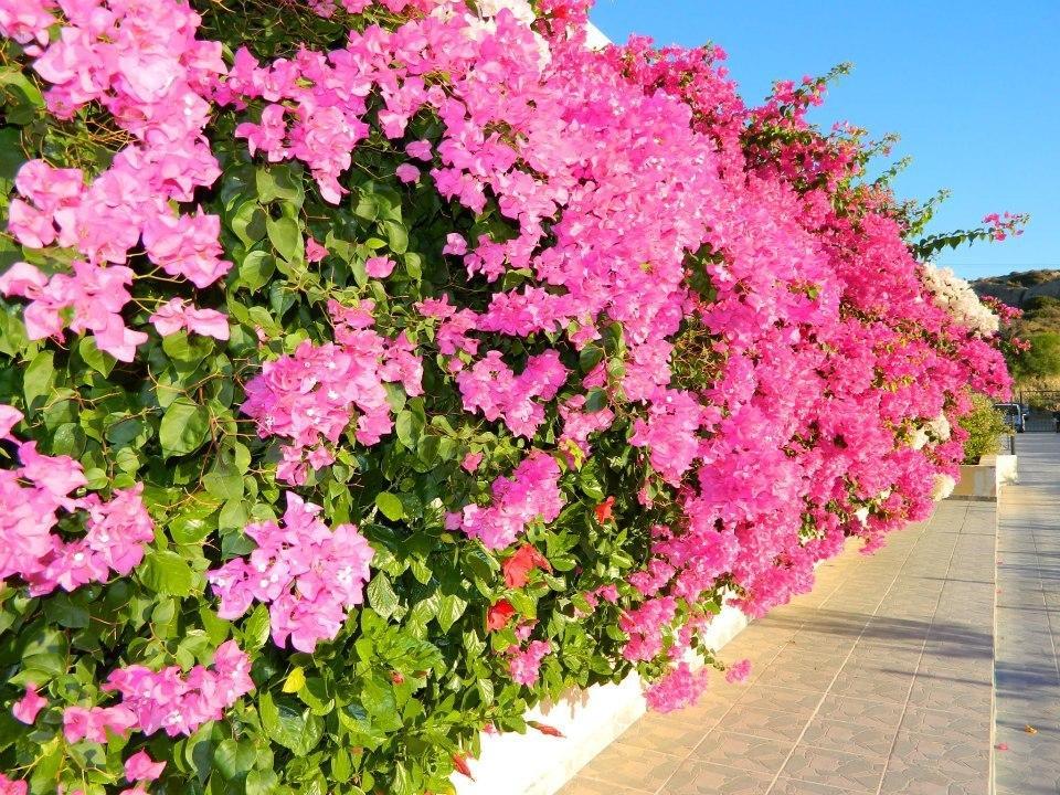 Telhinis Hotel & Apartments Φαληράκι Εξωτερικό φωτογραφία